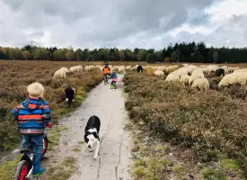 Schaapskooi
